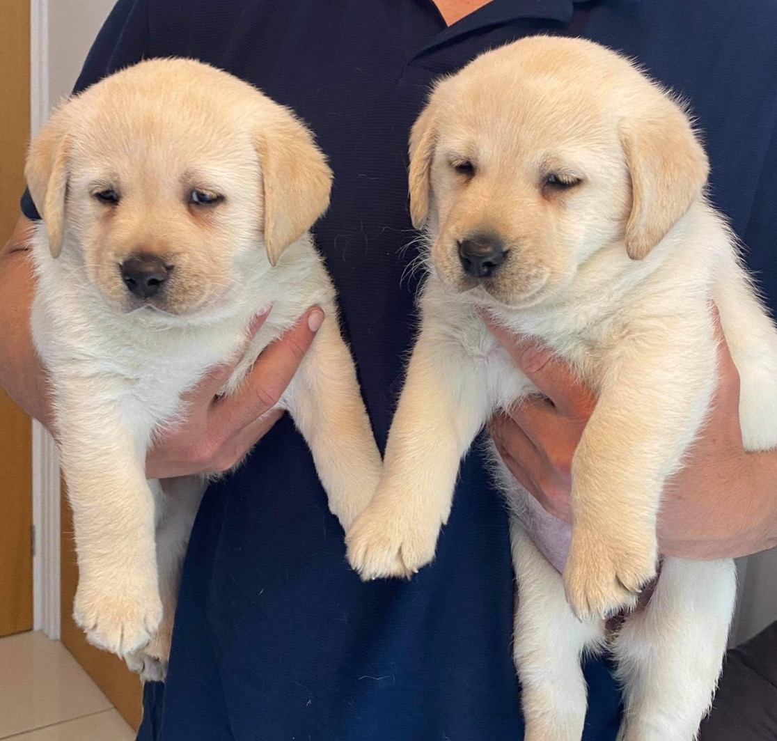 Eastdew Labrador puppies